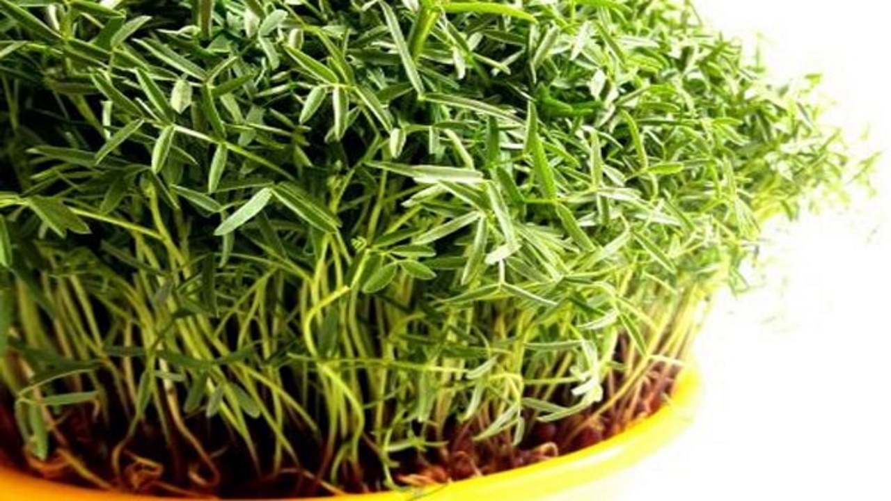 بهترین زمان برای کاشت سبزه عید نوروز با انواع دانه&nbsp;