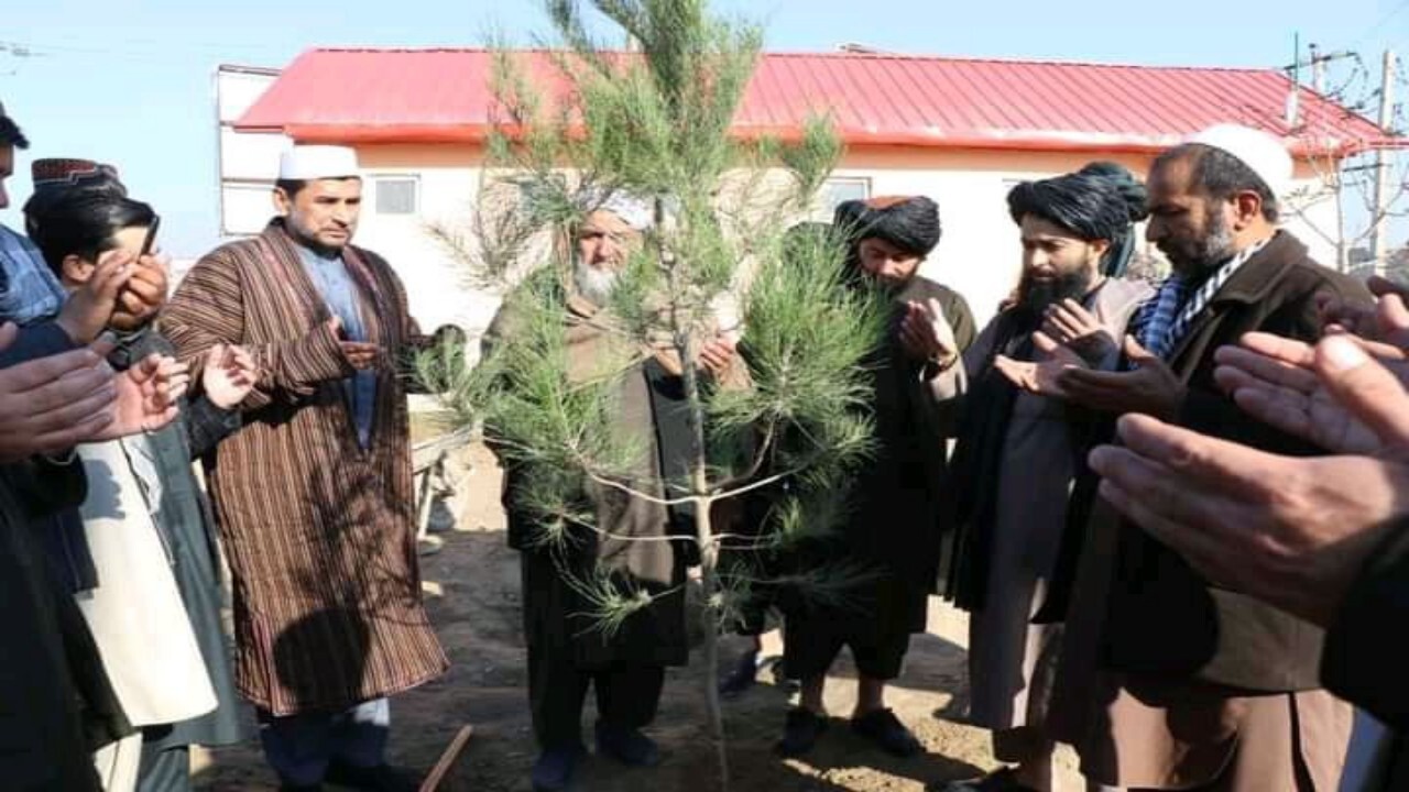 ۲۵ میلیون نهال در افغانستان غرس می‌شود + تصاویر