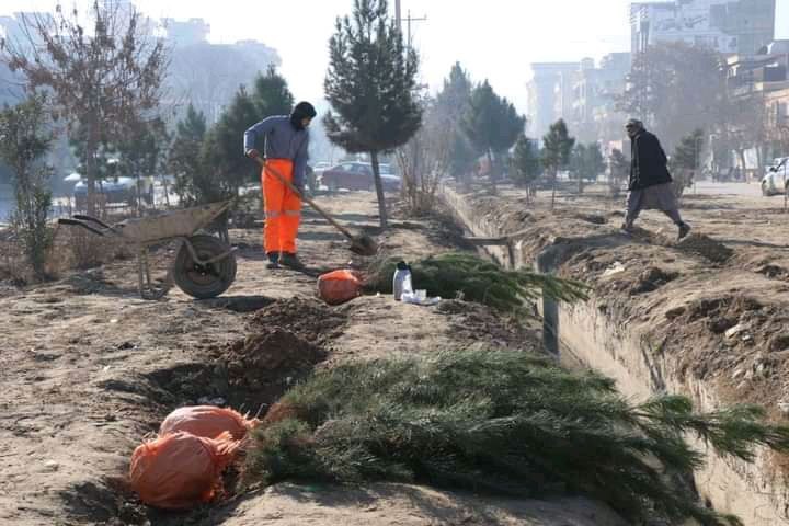۲۵ میلیون نهال در افغانستان غرس می&zwnj;شود