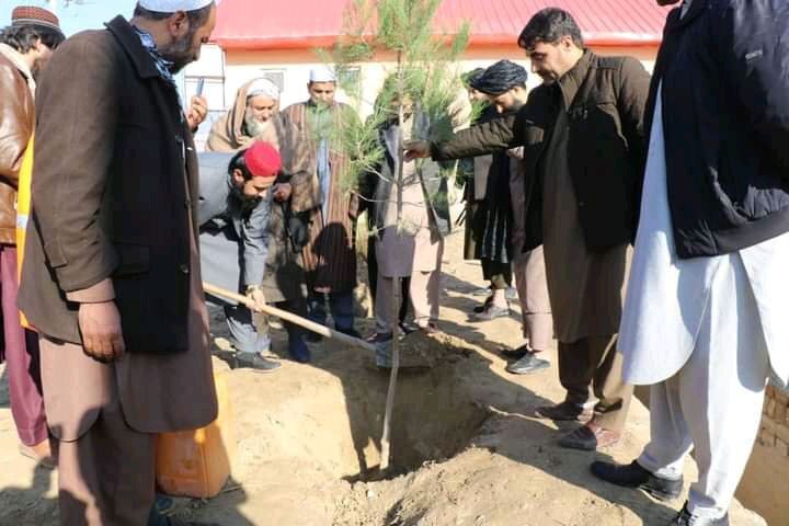 ۲۵ میلیون نهال در افغانستان غرس می&zwnj;شود