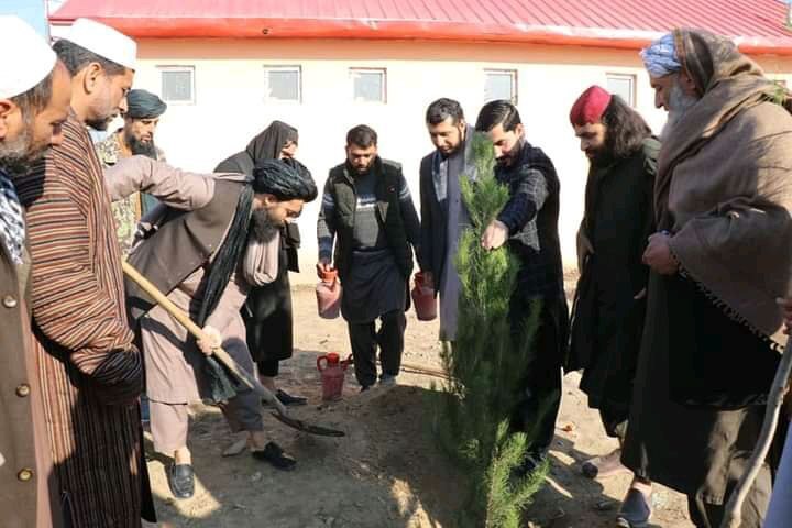 ۲۵ میلیون نهال در افغانستان غرس می&zwnj;شود
