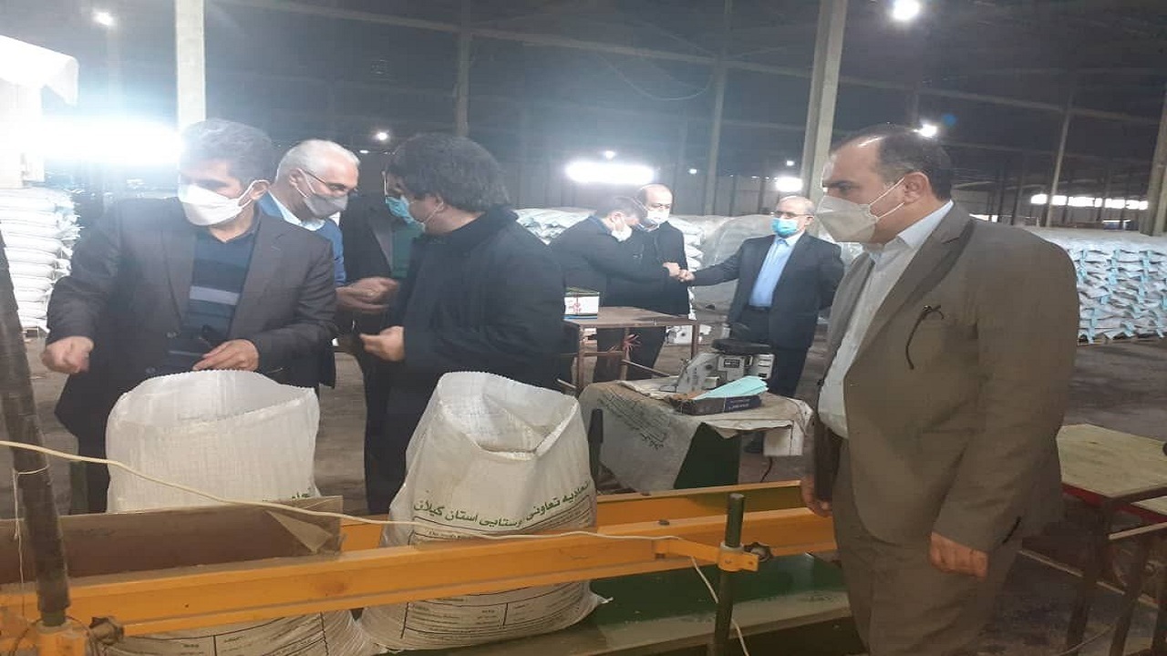 توزیع بذر گواهی شده برنج در گیلان