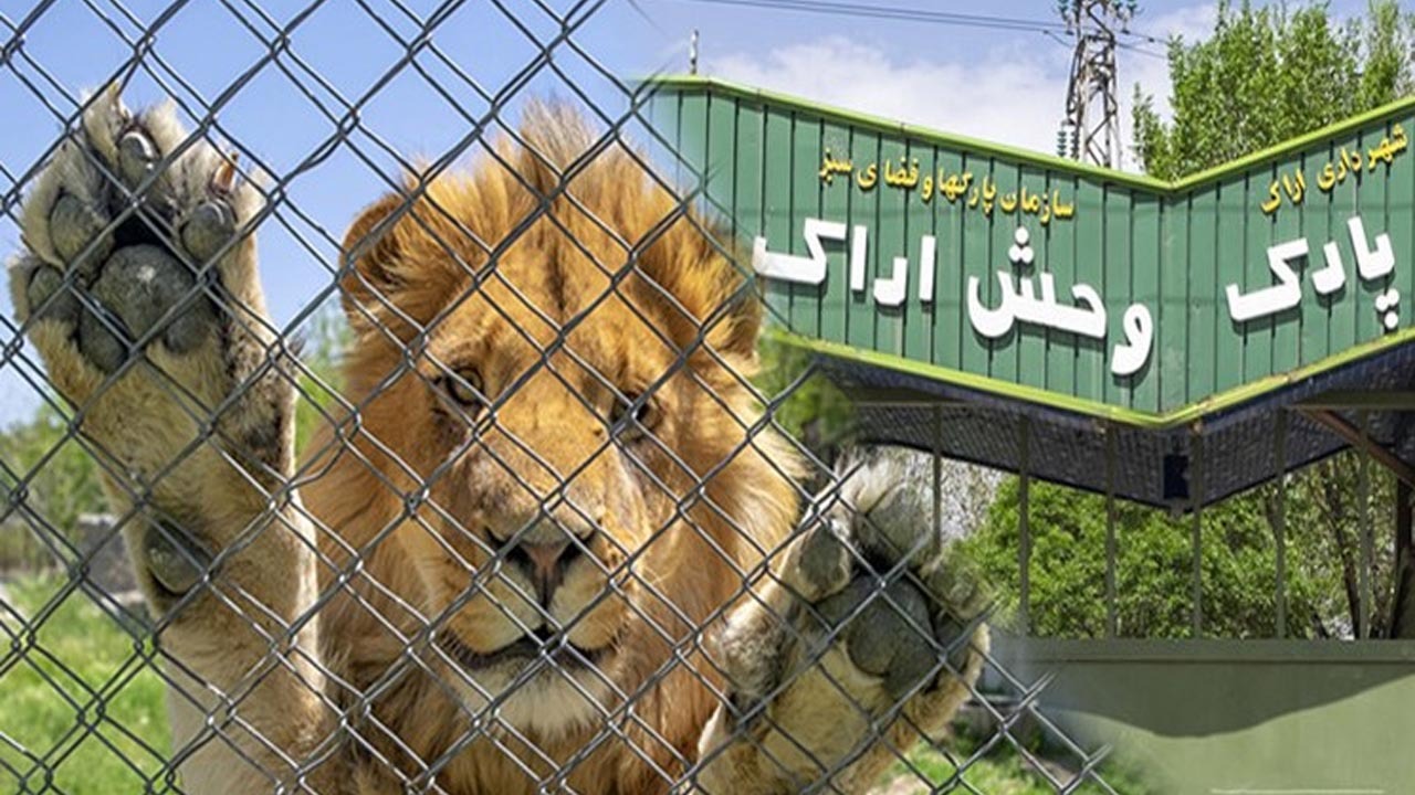 ماجرای نجات پیمان از دهان شیر خشمگین