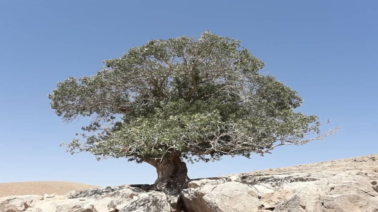تک درخت کهنسال دهاقان ثبت ملی شد