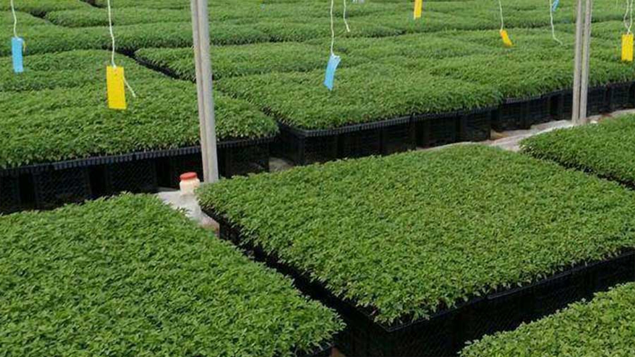 افتتاح گلخانه تولید نشاء مکانیزه سبزی و صیفی در قیروکارزین