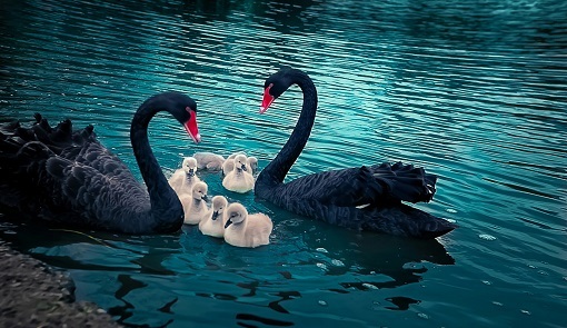 ۳ پرنده&zwnj;ای که تمام عمر به جفت خود وفادارند