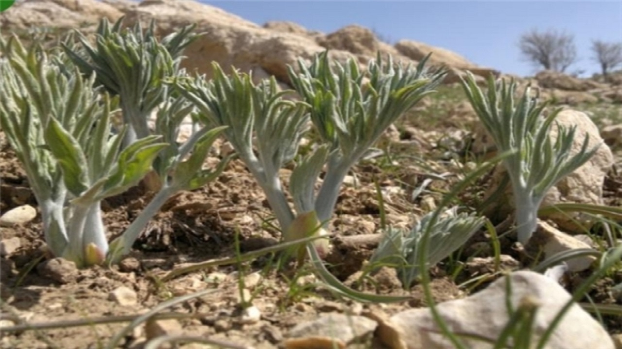 برداشت کما به اندازه مصرف خانوار مجاز است