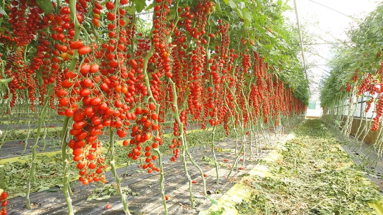 پرداخت ۲۵ میلیارد و ۷۰۰ میلیون تومان تسهیلات گلخانه‌ای