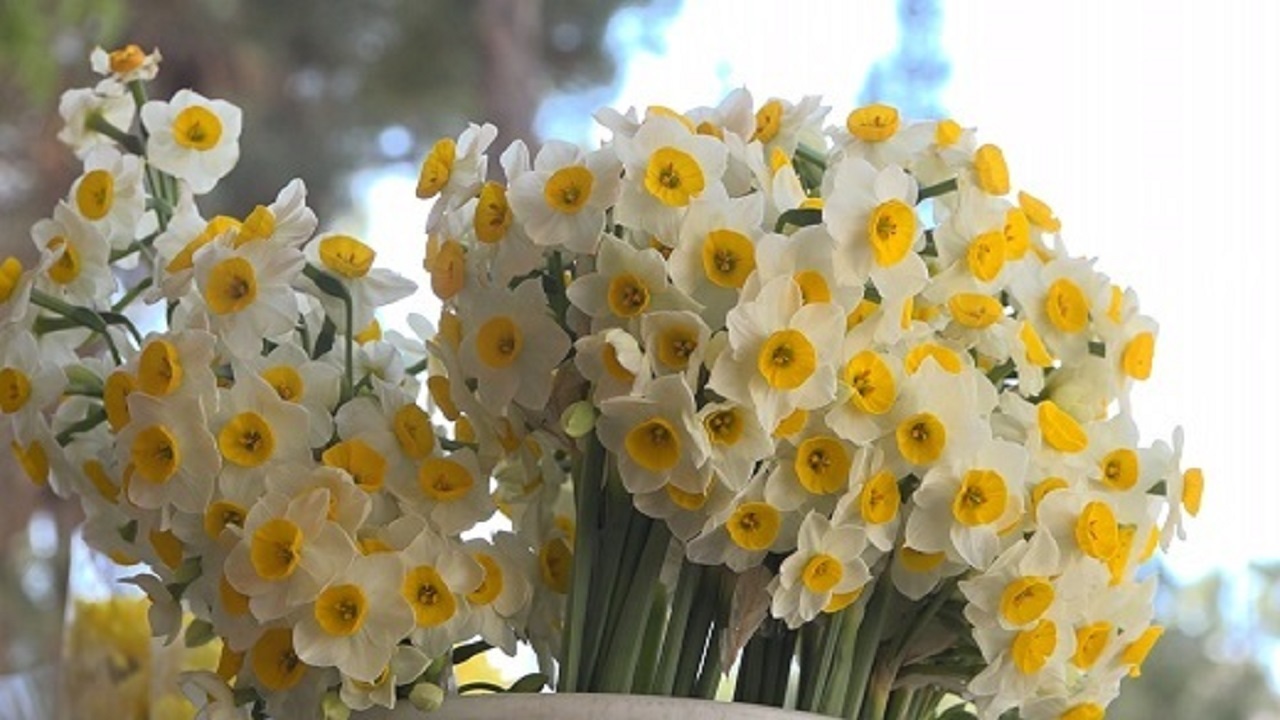 نرگس در سوز زمستانه تولید