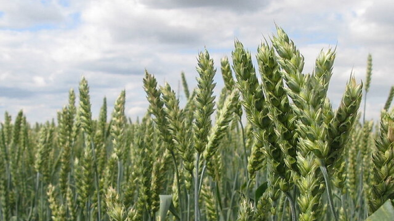 کاشت گندم در مزارع شرق اصفهان