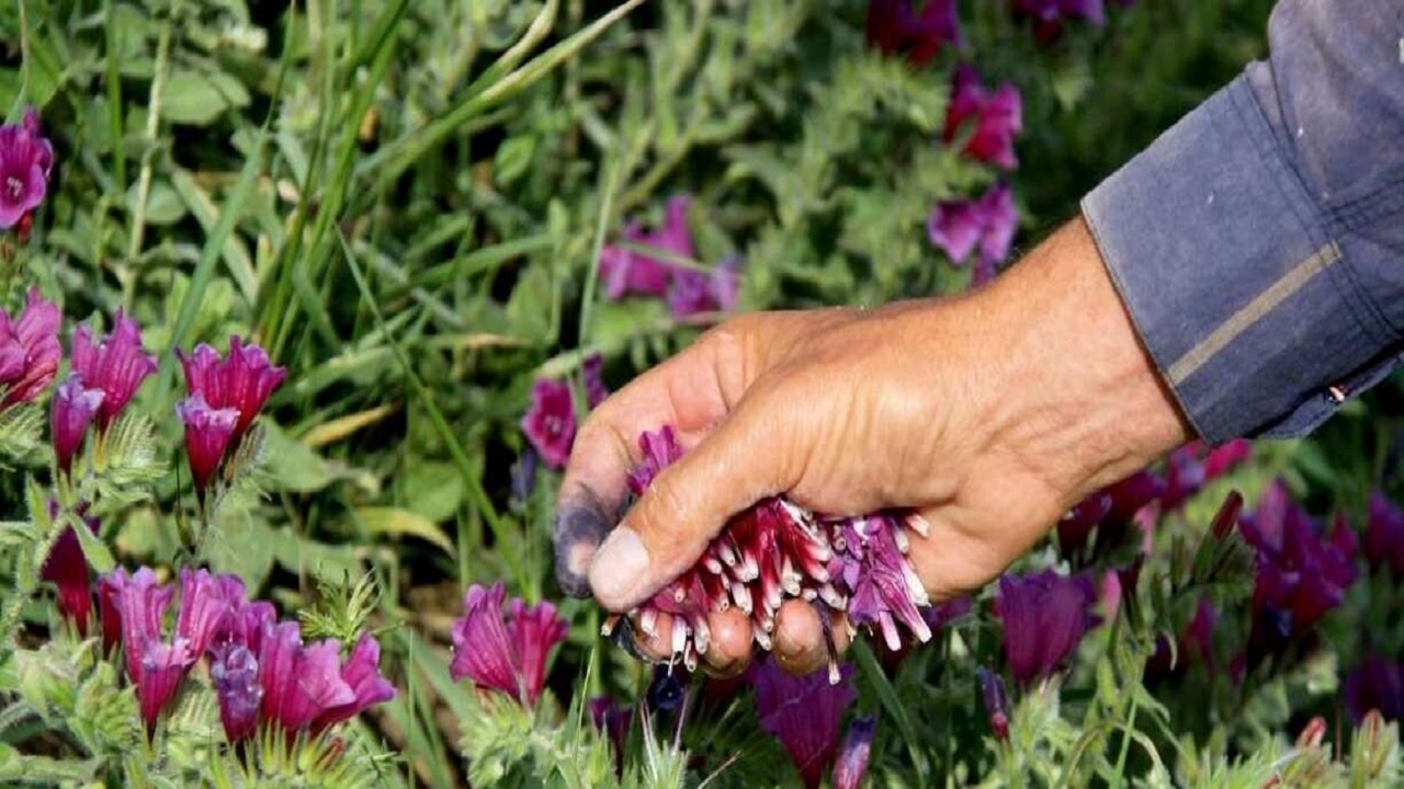 انجام بذرپاشی گیاهان دارویی در بیش از ۲ هزار هکتار از عرصه‌های طبیعی اصفهان