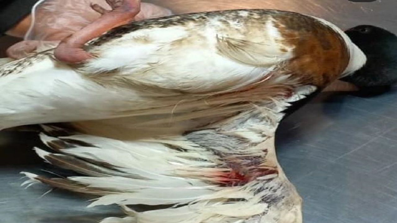 شکارچی غیرمجاز تالاب صالحیه دستگیر شد