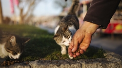 تصویربرداری از اجزای چشم گربه + فیلم
