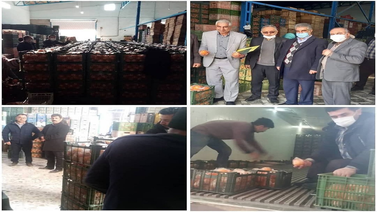 بارگیری و ارسال پرتغال تنظیم بازاری به استان آذربایجان غربی