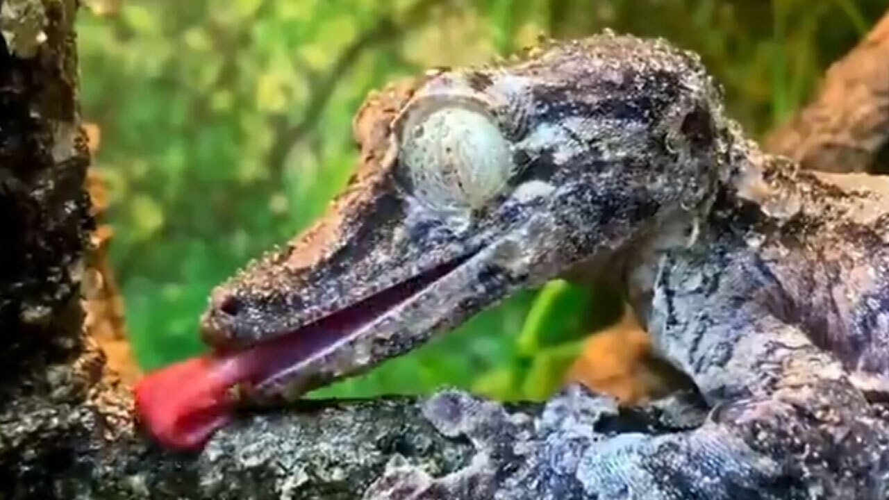 تصاویری از ژکوی دم برگ