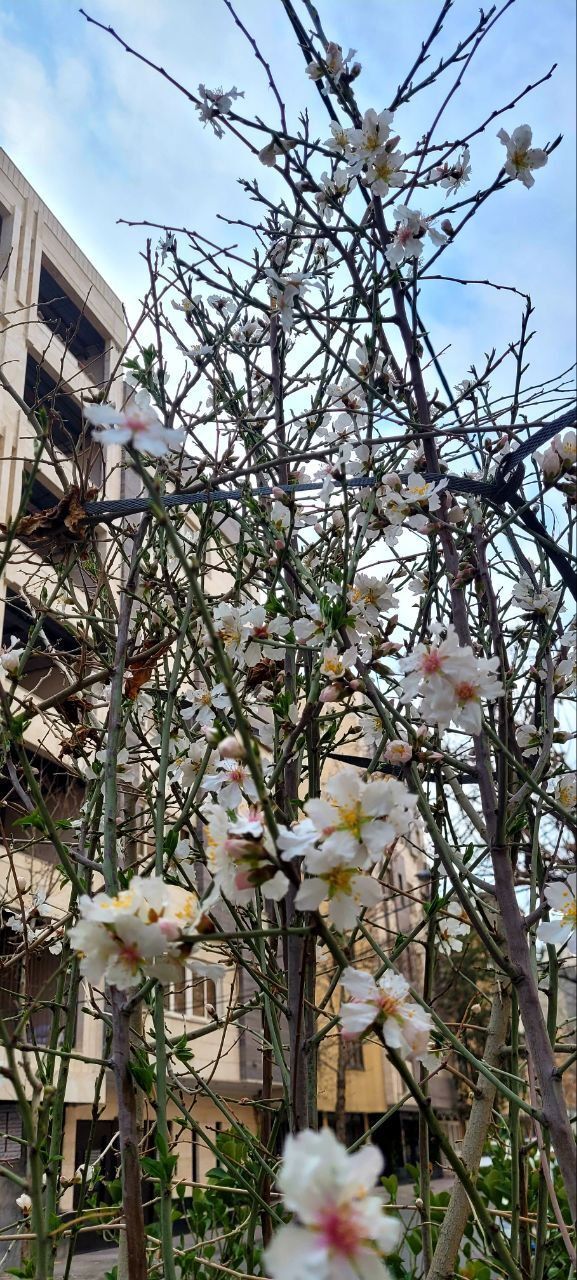 شوق شکوفه های بهاری در دل زمستان+تصاویر