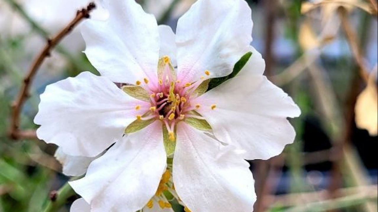 شوق شکوفه های بهاری در دل زمستان+تصاویر