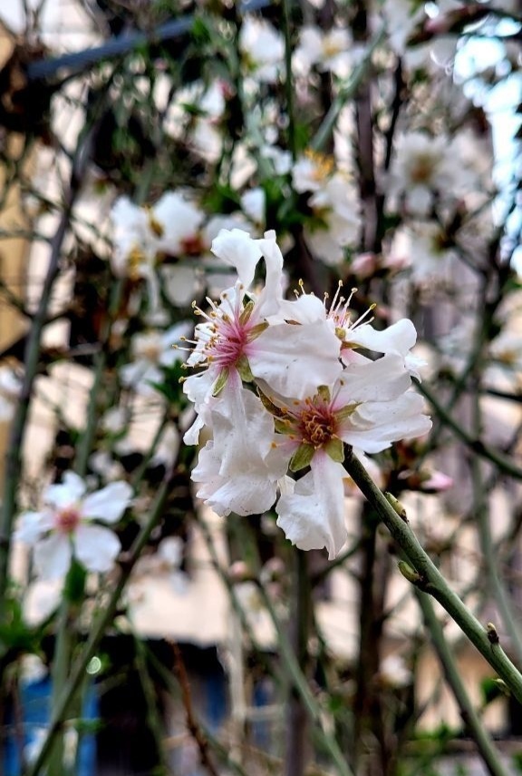 شوق شکوفه های بهاری در دل زمستان+تصاویر