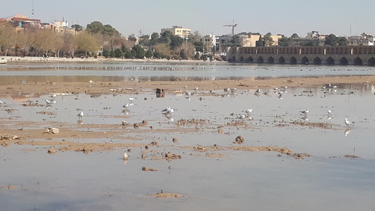 پرندگان مهاجر با قطع ناگهانی آب در زاینده‌ رود می‌میرند