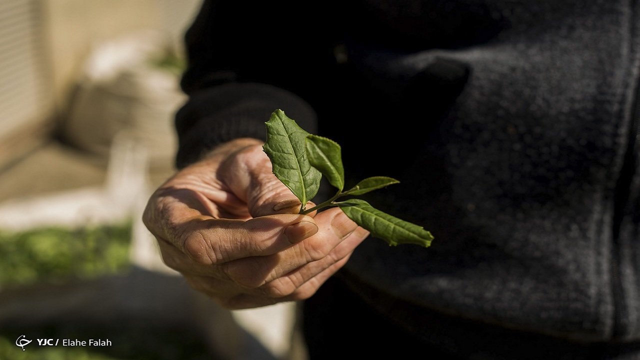 مانع تراشی دو ساله سازمان استاندارد برای صدور مجوز بسته بندی چای