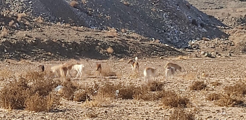 سگ&zwnj;های ولگرد از همه جا مانده به تربت حیدریه آمده اند