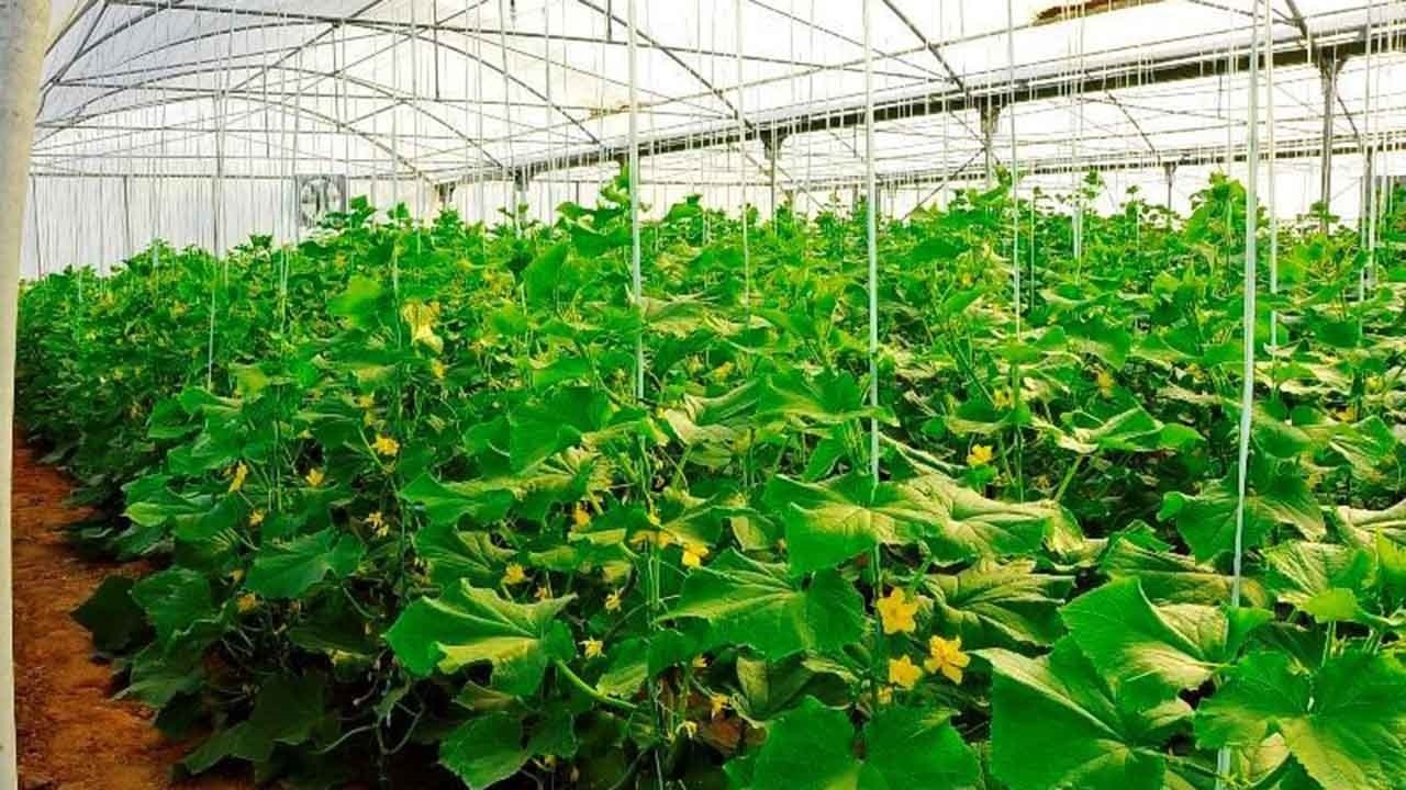 هشدار افت دما به باغداران هرمزگانی