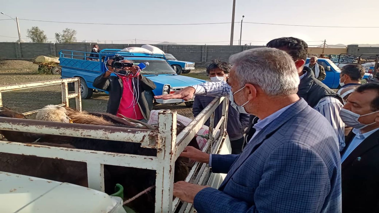 توزیع ۲۰۰ راس دام زنده بین مددجویان سیل زده