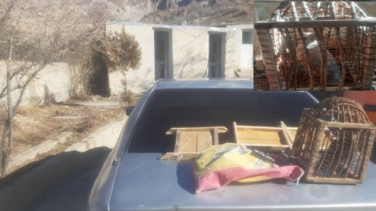 متخلف زنده گیری پرندگان وحشی پارک ملی خبر به دام افتاد