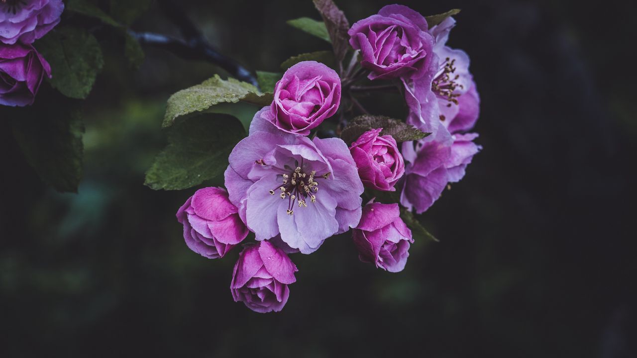 تصاویر پس زمینه (یکم اسفند)