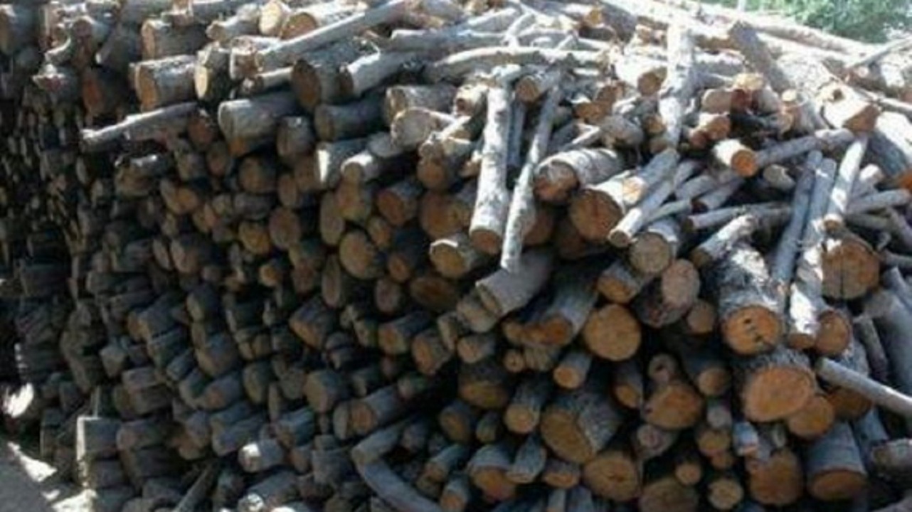 کشف ۴۰ تن چوب قاچاق در رفسنجان
