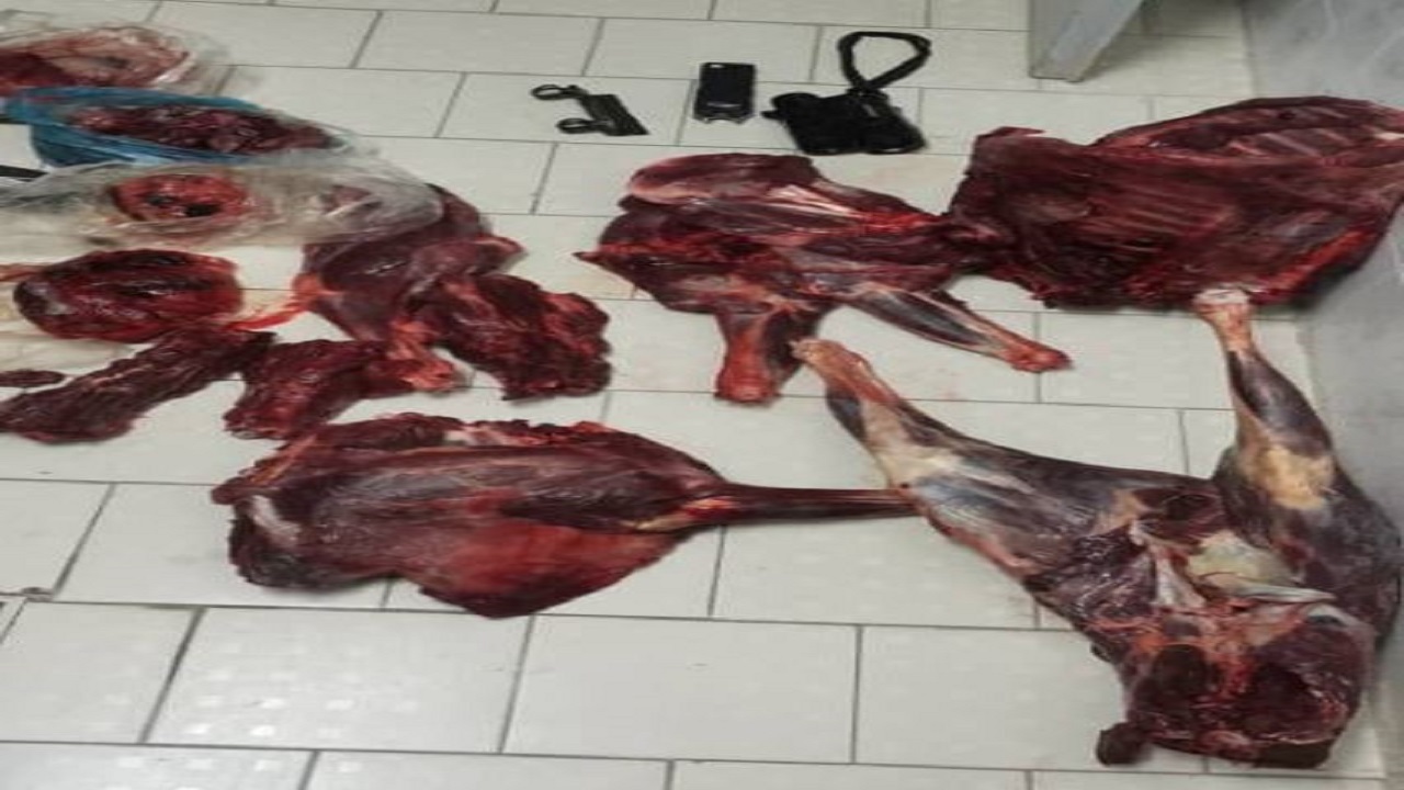 شکارچی فراری به دام افتاد