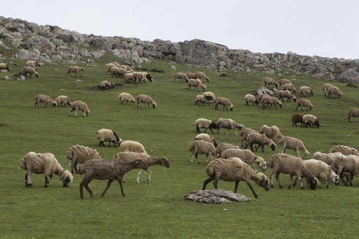 دام