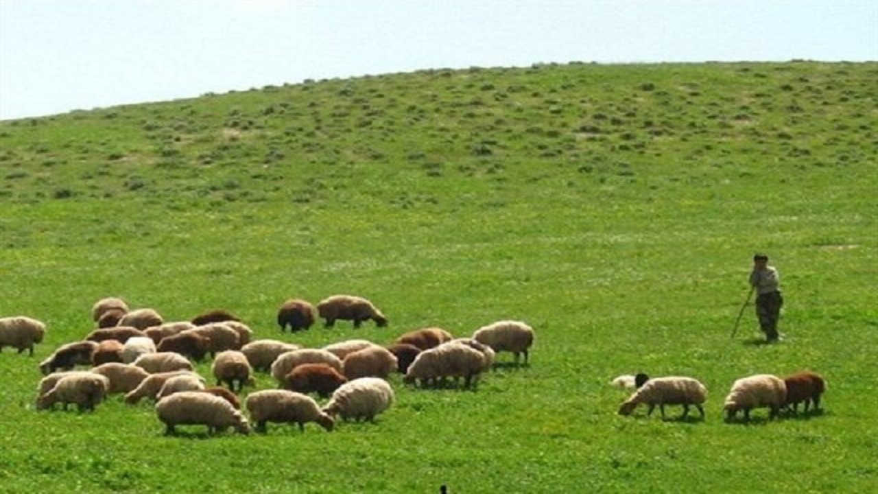 دامپروری