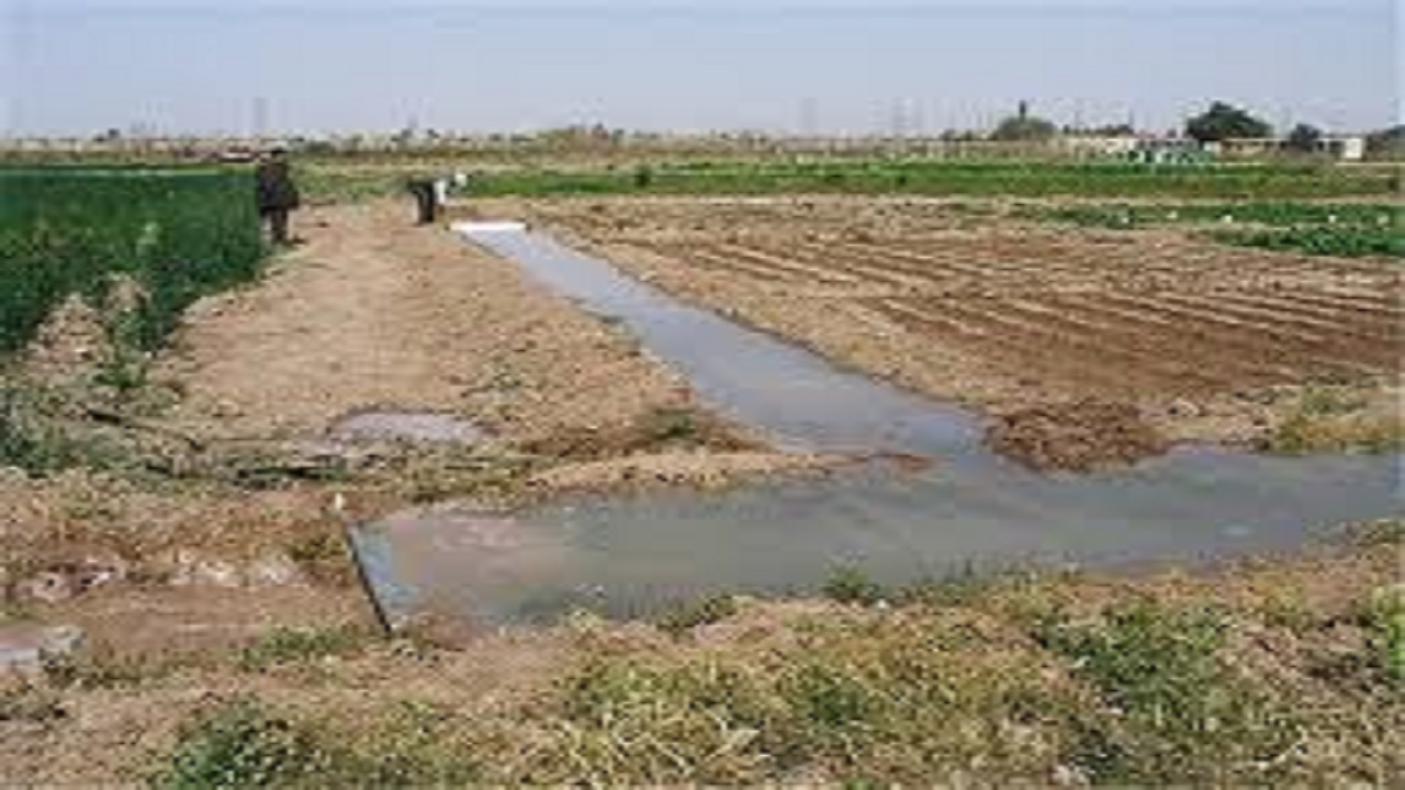 کشت قراردادی در بیش از ۴ هزار هکتار از اراضی سیستان و بلوچستان