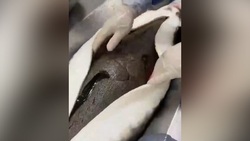 کاربرد کاتر مغناطیسی + فیلم