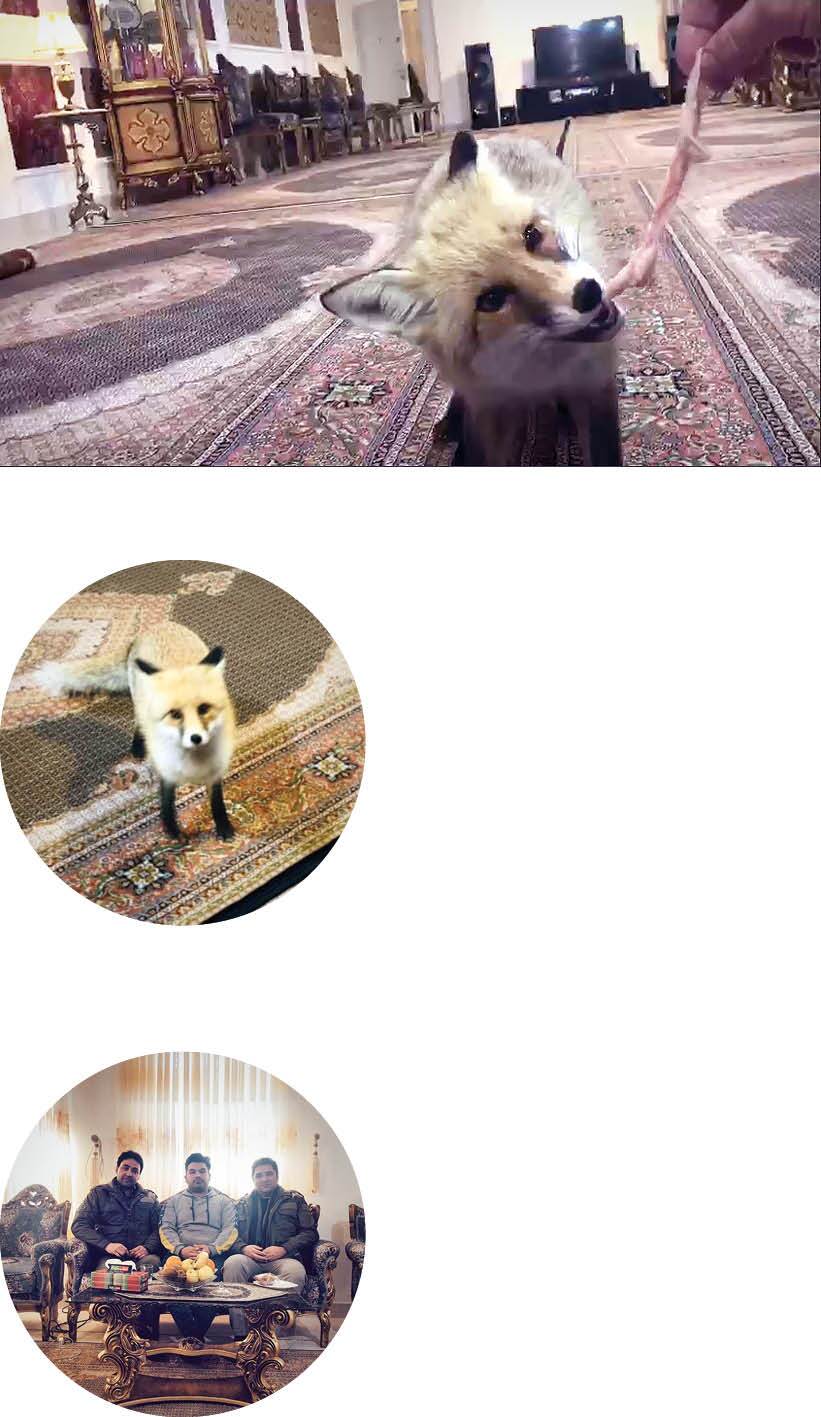 جزئیات ماجرای روباهی که ناگهن بر سر سفره یک خانواده ظاهر شد + عکس