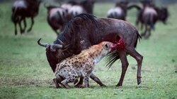 خود خوری یک گرگ زخمی + فیلم