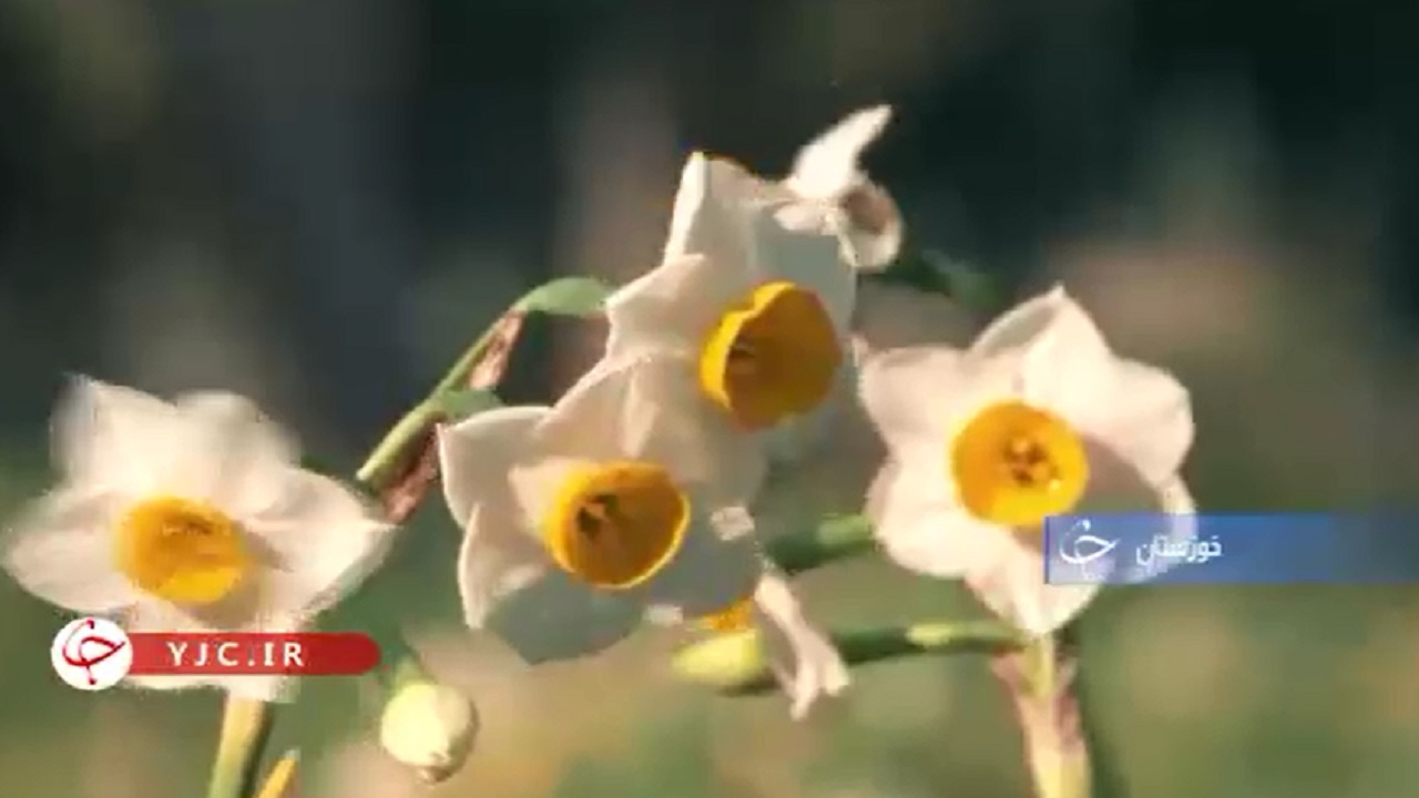 تولید ۹۵ میلیون شاخه گل نرگس در خوزستان+فیلم