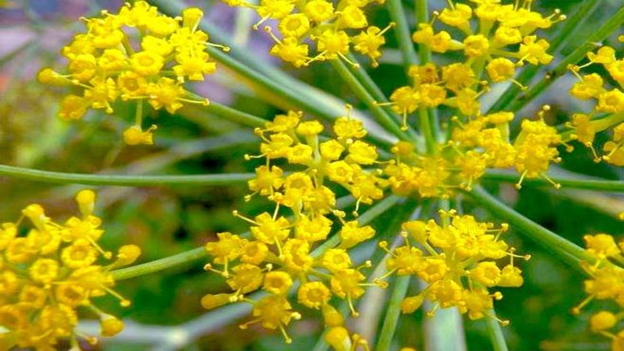 کاشت گیاه دارویی آنغوزه در فسا برای اولین بار