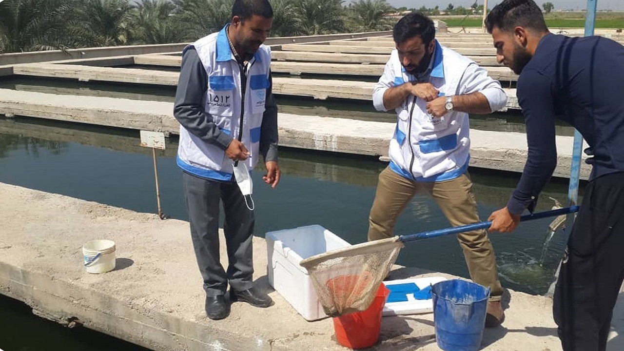 نظارت بهداشتی بر بیش از یک هزار مزارع پرورش ماهی در سطح استان خوزستان