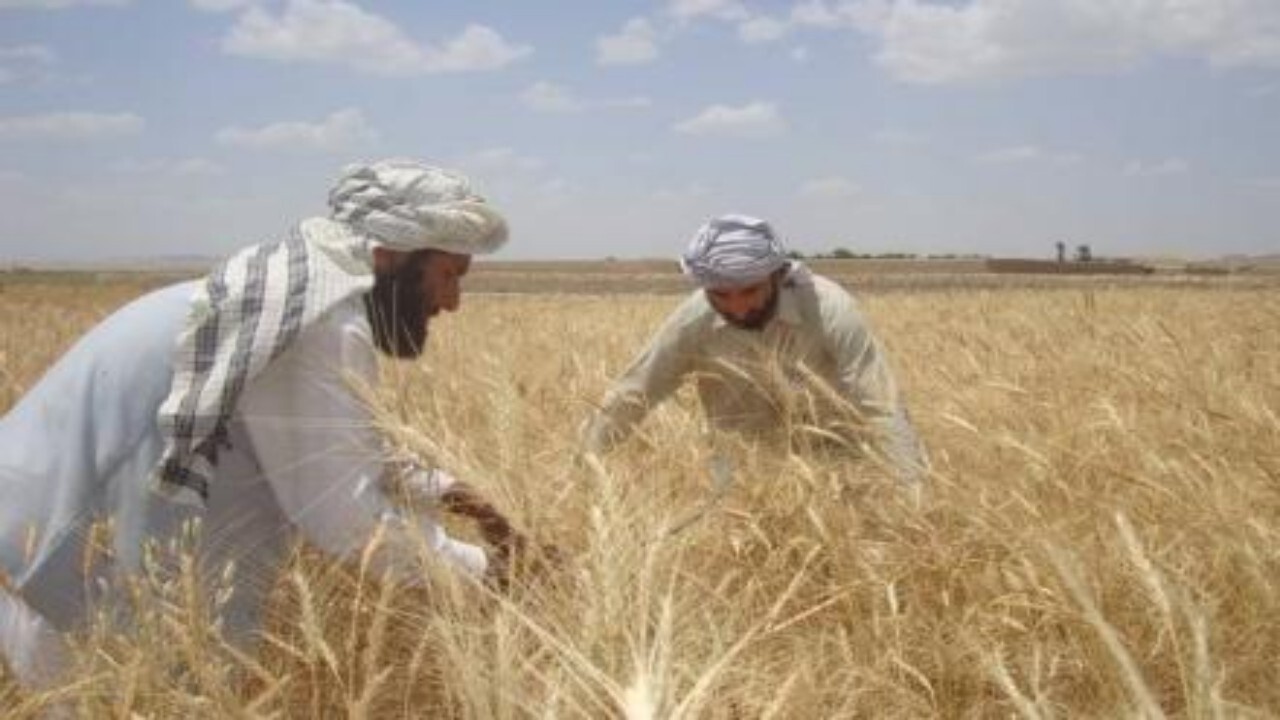 فائو گندم اصلاح شده در افغانستان توزیع می‌کند