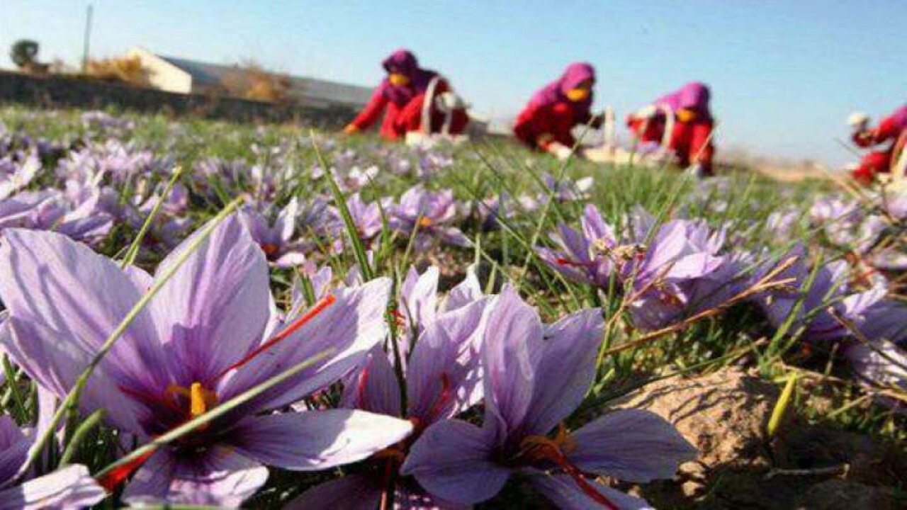 تولید زعفران کاهش یافته است