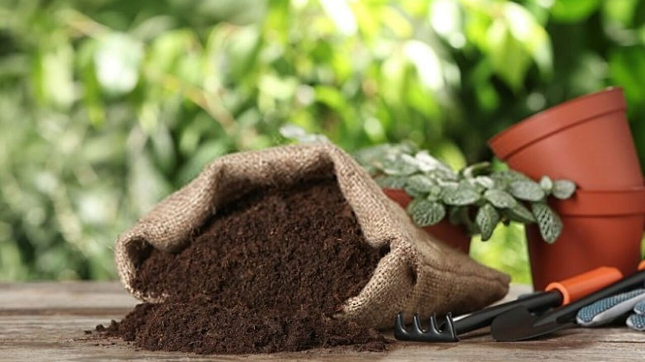 دانستنی‌هایی که در کاشت گیاه به شما کمک می‌کند