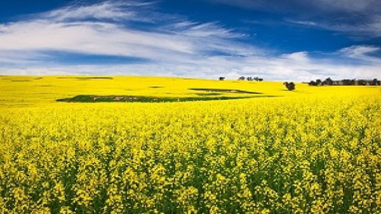 خسارت تنش آبی به هزار هکتار از مزارع کلزا ایلام