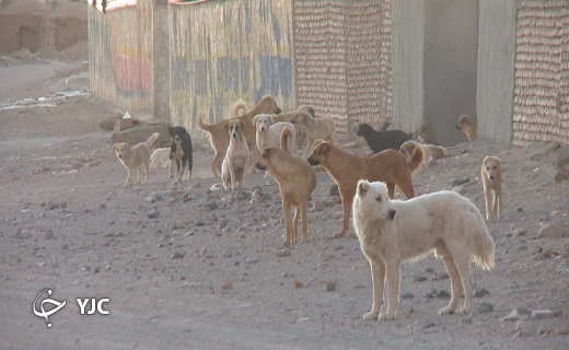 با جولان سگ ها، کودکان نمی توانند به مدرسه بروند