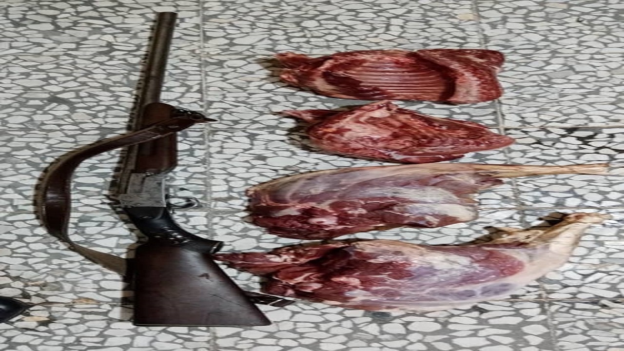 کشف و ضبط لاشه یک راس گراز و سلاح شکاری در رودسر
