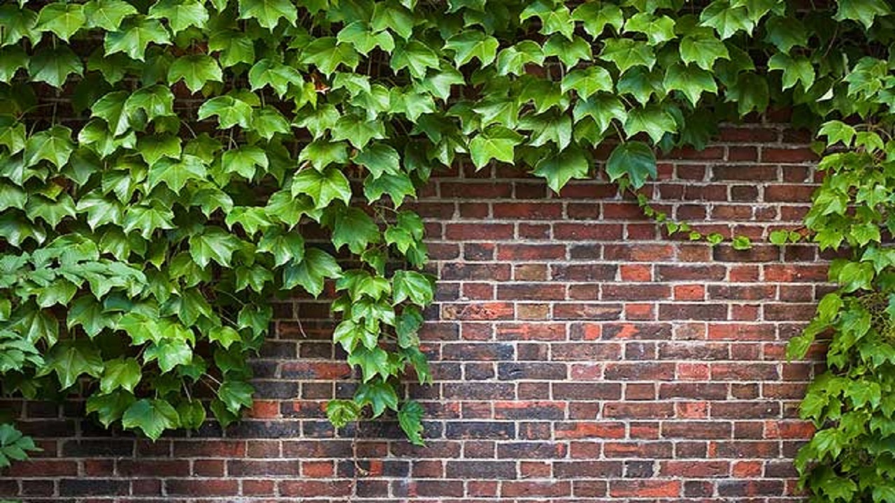 کمبود فضای سبز در شهر‌های بزرگ به خوبی احساس می‌شود