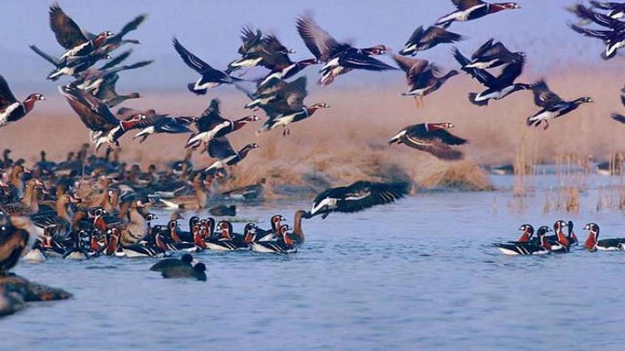 زمستان گذرانی ۱۵ هزار پرنده در زیستگاه‌های طبیعی آبدانان