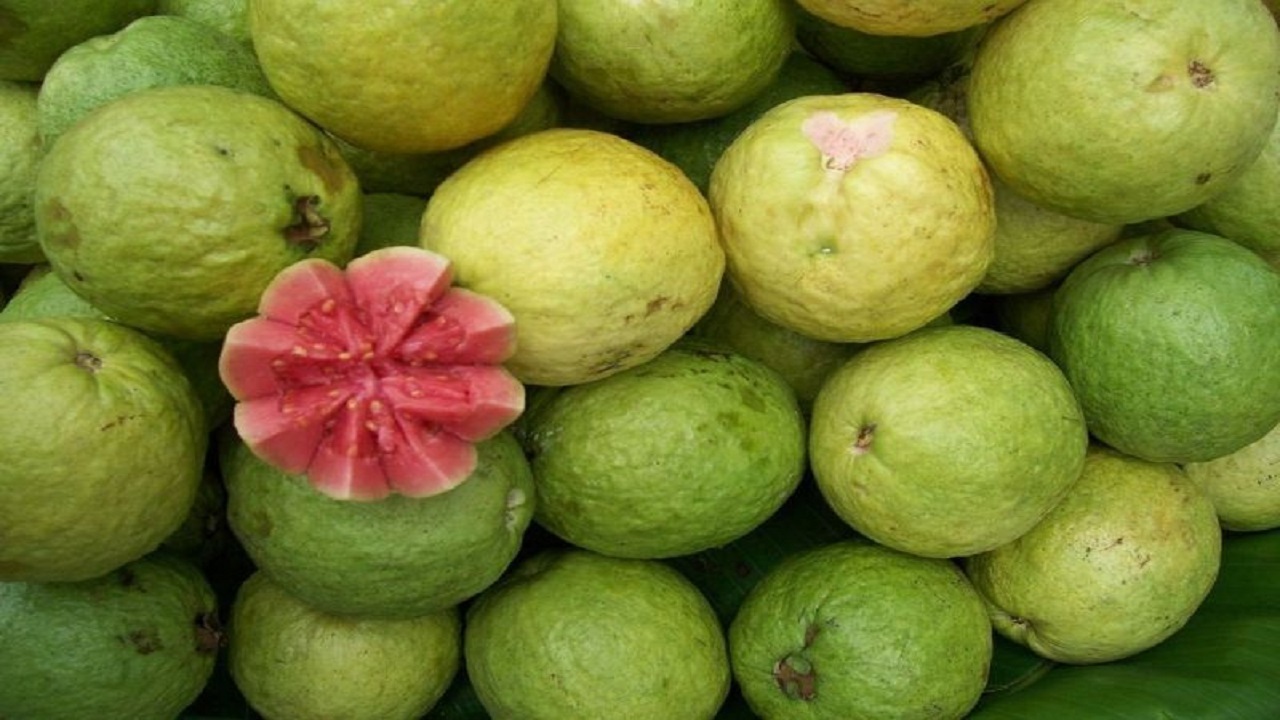 آغاز برداشت میوه گرمسیری گواوا