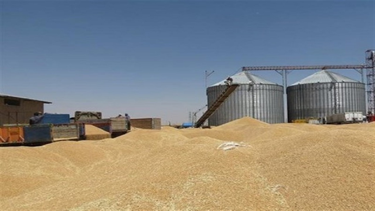 ذخیره گندم در قم شرایط مطلوبی دارد